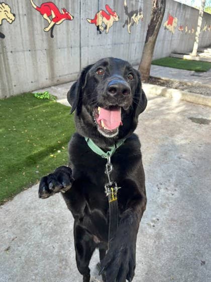 Opie - Mixed Breed available for adoption at Montreal SPCA in Montreal