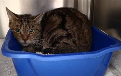 Hopscotch - Domestic Shorthair cat available for adoption at Montreal SPCA in Montreal