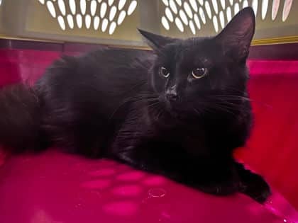 Kira - Domestic Longhair cat available for adoption in Quebec