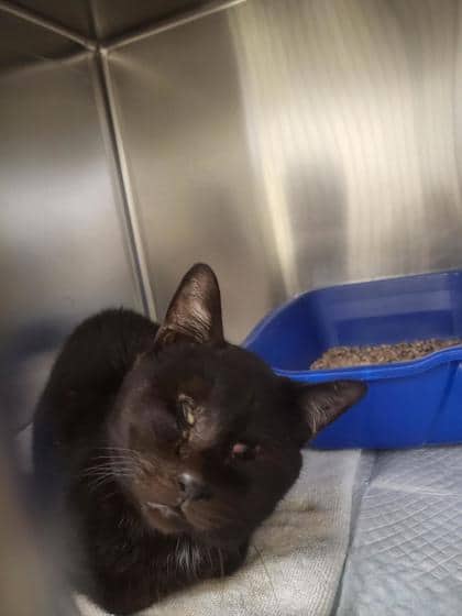 Hudson - Domestic Shorthair available for adoption