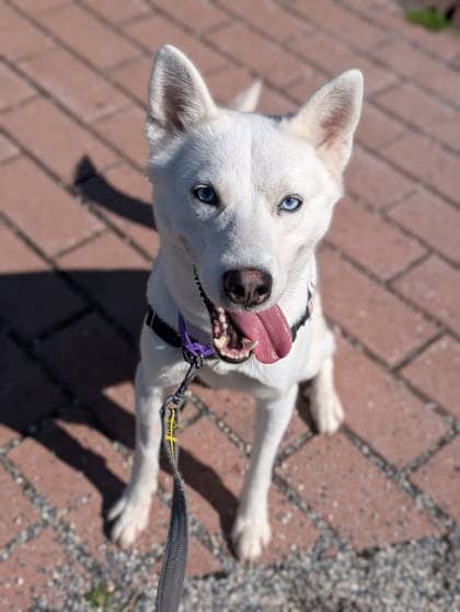 Balto - Mixed Breed available for adoption at Montreal SPCA in Montreal
