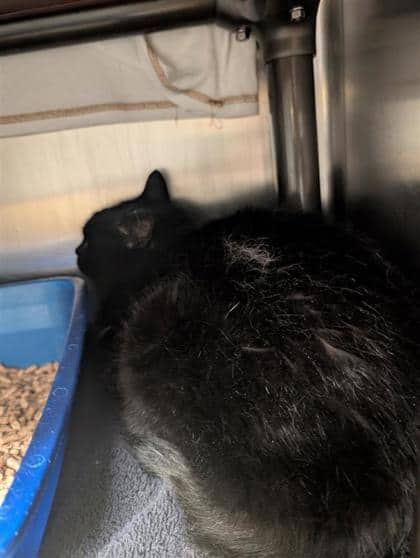 Ti-Noir - Domestic Shorthair available for adoption