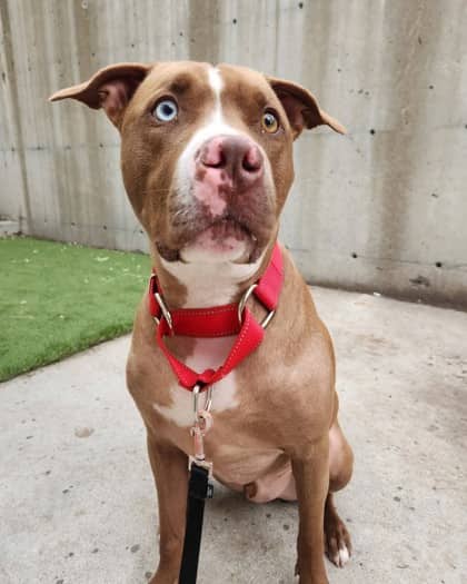 Sky - Mixed Breed available for adoption