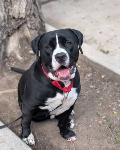 Paco (Picasso) - Mixed Breed available for adoption