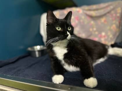 Kitty (Célestine) - Domestic Shorthair available for adoption