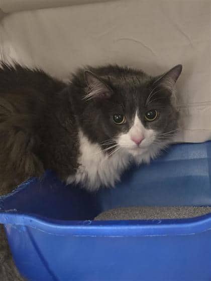 Lily-Rose - Domestic Longhair available for adoption