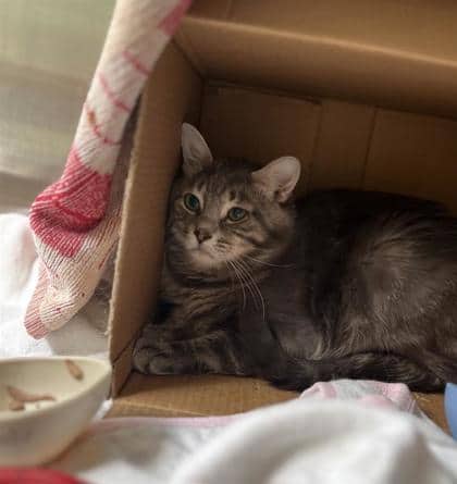 Boris - Domestic Medium Hair cat available for adoption in Quebec
