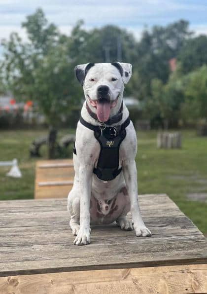 Léon - Mixed Breed available for adoption