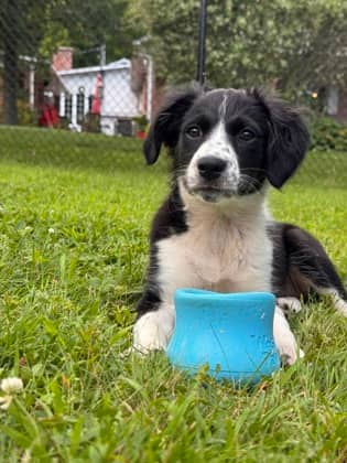 Sakura - Mixed Breed available for adoption at Montreal SPCA in Montreal