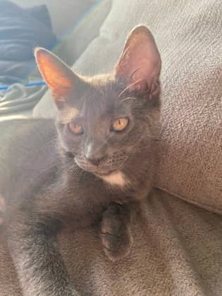Lulu (pas de collier) - Domestic Medium Hair available for adoption
