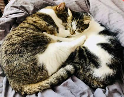 Thierry (Titi) - Domestic Shorthair available for adoption
