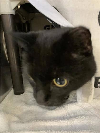 Sky - Domestic Shorthair available for adoption