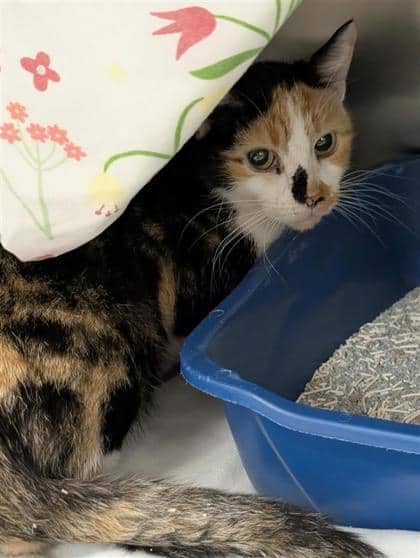 Chemise - Domestic Shorthair cat available for adoption at Montreal SPCA in Montreal