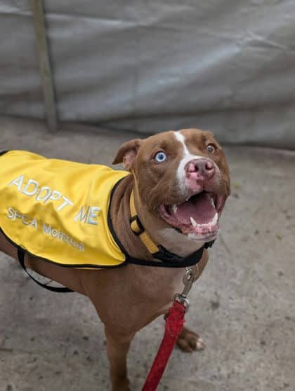 Sky - Mixed Breed available for adoption