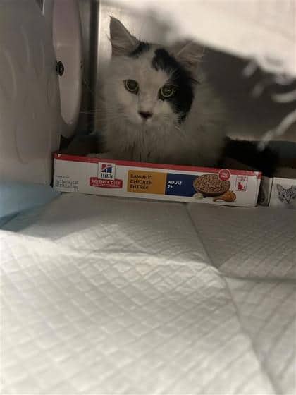 Patches - Domestic Shorthair cat available for adoption at Montreal SPCA in Montreal