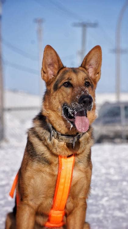 Shadow - Mixed Breed available for adoption