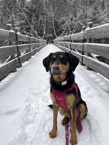 Noa - Mixed Breed available for adoption