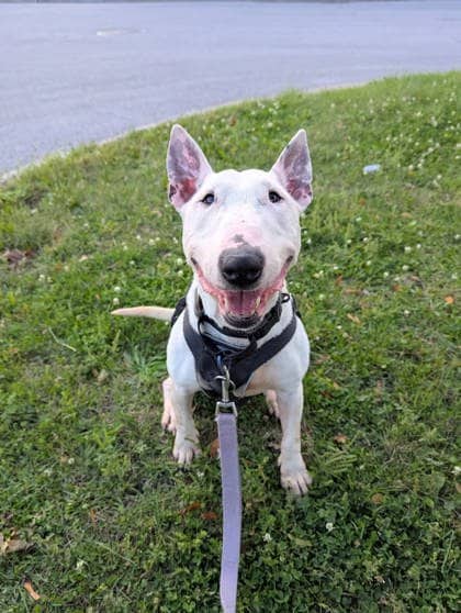 Onyx - Mixed Breed available for adoption
