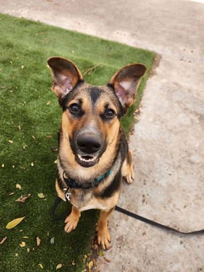 Lexie - Mixed Breed available for adoption