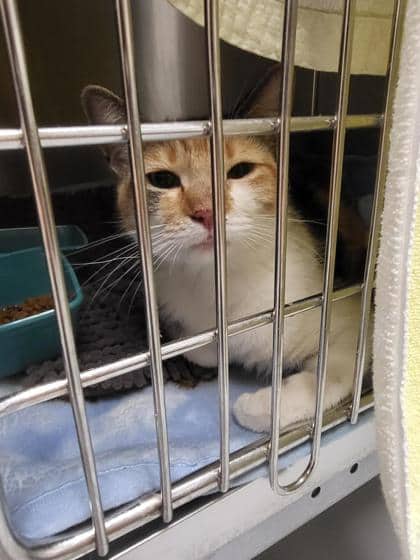 Ginger - Domestic Shorthair cat available for adoption at Montreal SPCA in Montreal