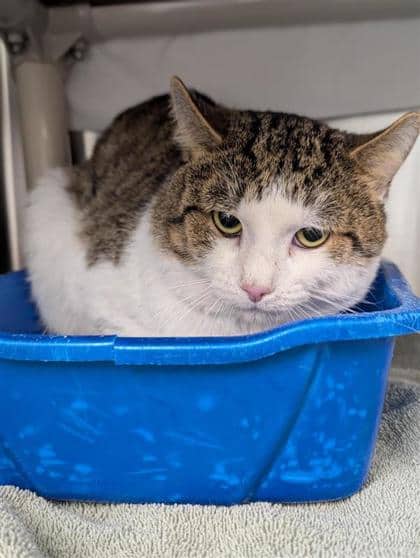 Islande - Domestic Shorthair cat available for adoption at Montreal SPCA in Montreal