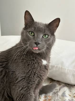 Blake - Domestic Shorthair cat available for adoption at Montreal SPCA in Montreal