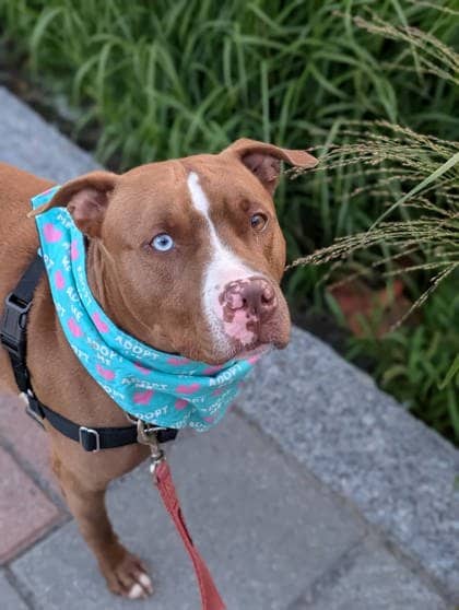 Sky - Mixed Breed available for adoption