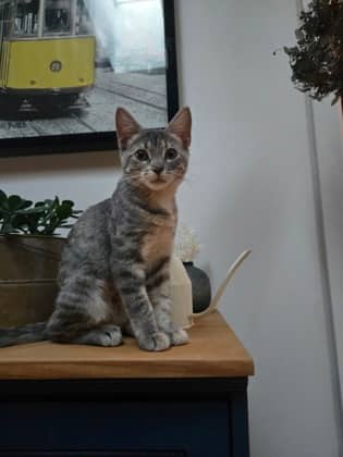 Gisele - Domestic Shorthair available for adoption