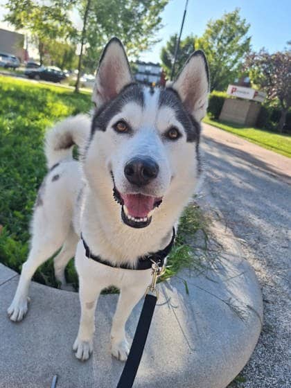 Gee (G) - Mixed Breed available for adoption