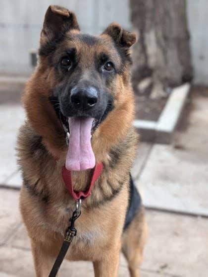 Max - Mixed Breed available for adoption
