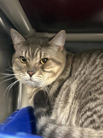 Zagreb - Domestic Shorthair cat available for adoption at Montreal SPCA in Montreal
