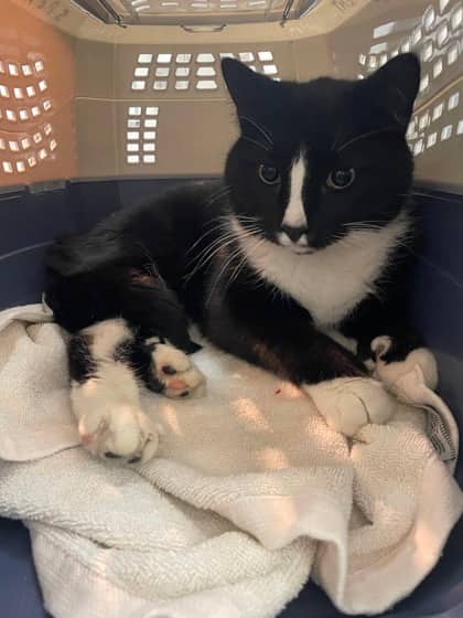 Tami - Domestic Shorthair available for adoption