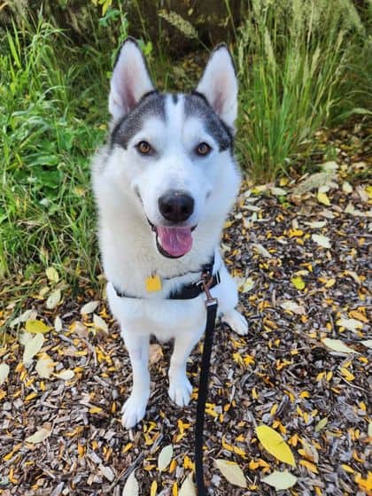 Gee (G) - Mixed Breed available for adoption