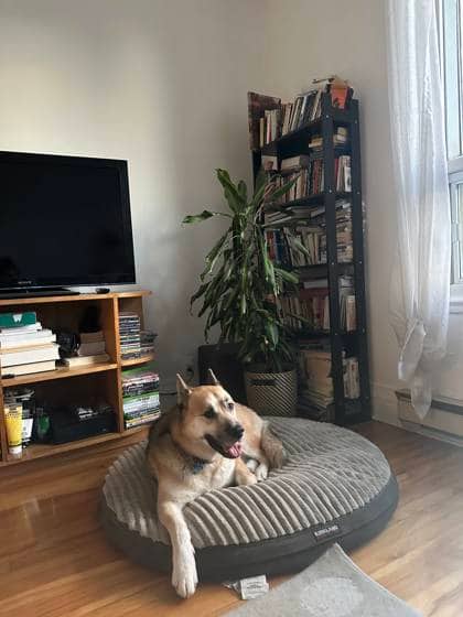 Max - Mixed Breed available for adoption