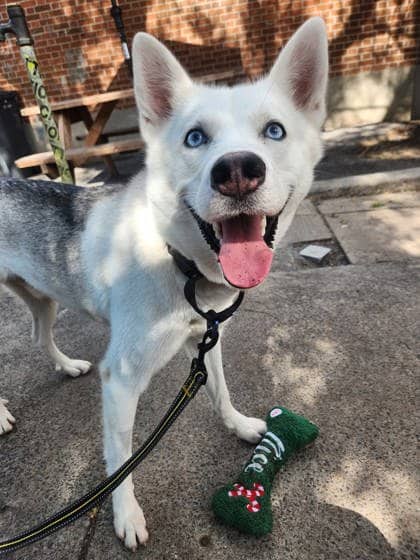 Krypto (Balto) - Mixed Breed available for adoption