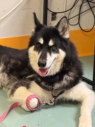Mylo - Mixed Breed available for adoption at Montreal SPCA in Montreal