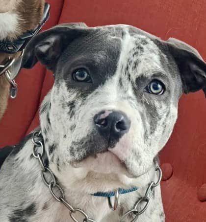 Bluelita - Bully American - Standard available for adoption at Montreal SPCA in Montreal