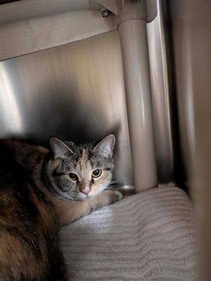 Fisma - Domestic Shorthair cat available for adoption at Montreal SPCA in Montreal
