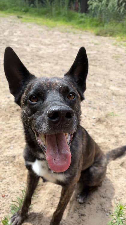 Spyro - Mixed Breed available for adoption at Montreal SPCA in Montreal