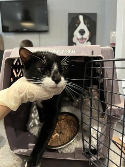 Marisol - Domestic Shorthair cat available for adoption at Montreal SPCA in Montreal
