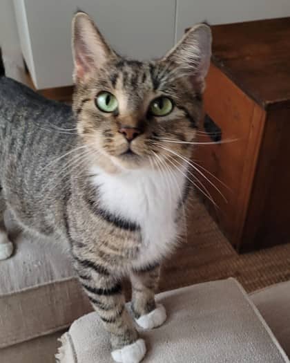 Pepper - Domestic Shorthair cat available for adoption at Montreal SPCA in Montreal