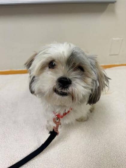River - Mixed Breed available for adoption at Montreal SPCA in Montreal