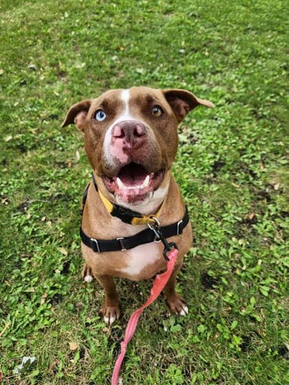 Sky - Mixed Breed available for adoption