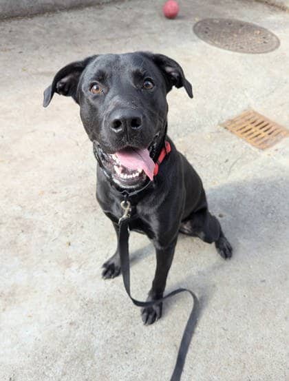 Tyson - Mixed Breed available for adoption at Montreal SPCA in Montreal
