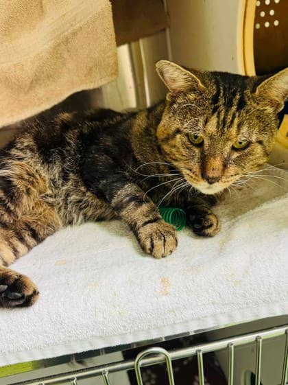Wolfie - Domestic Shorthair available for adoption