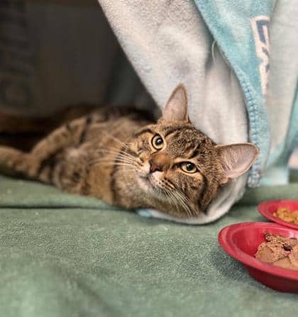 Lily (Simba), Domestic Shorthair, chat à adopter au Québec