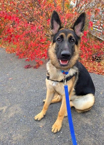 Moka - Mixed Breed available for adoption