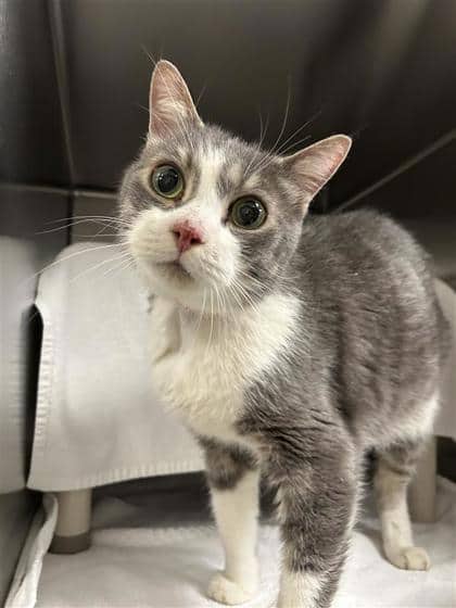 Gaston - Domestic Shorthair cat available for adoption at Montreal SPCA in Montreal