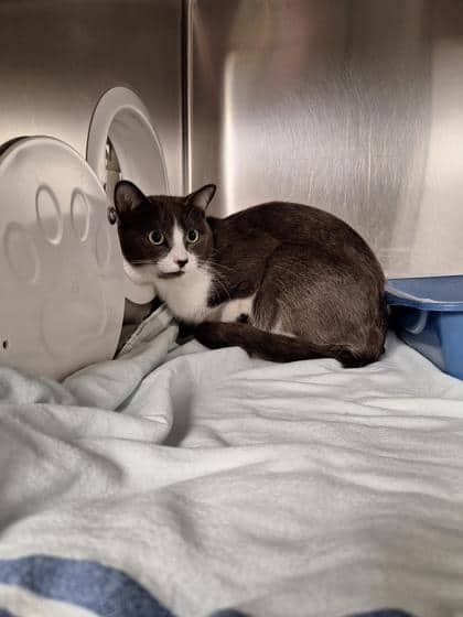 Andorre - Domestic Shorthair cat available for adoption at Montreal SPCA in Montreal