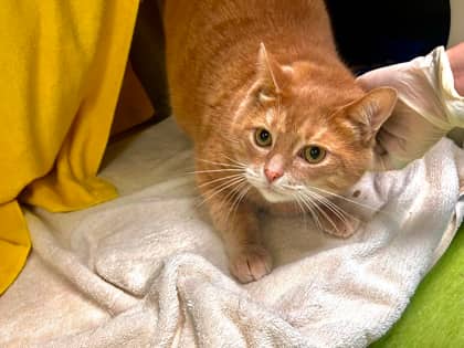 Gooby - Domestic Shorthair available for adoption